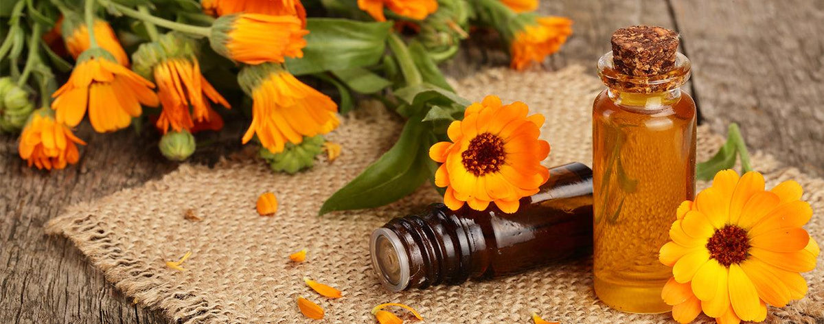 Calendula Oil