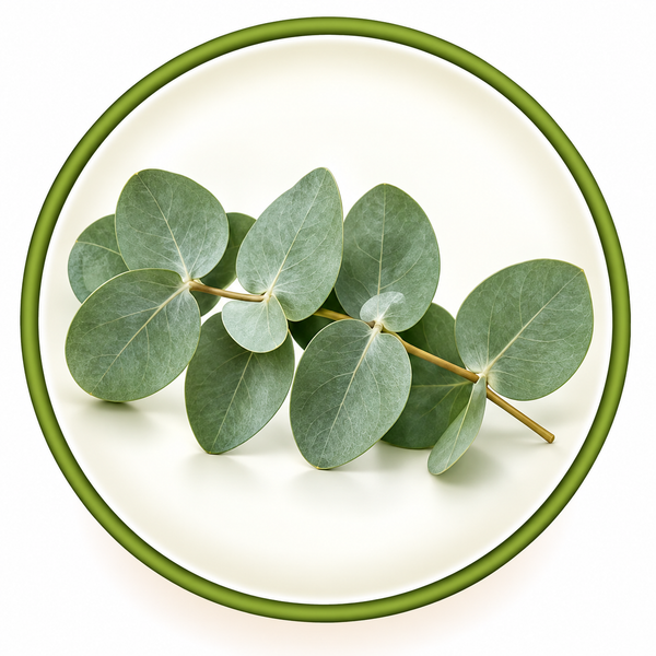 Eucalyptus