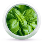 Root Active Hair Vitalizer Enriched with Lemongrass,Rosemary,Lavender,Basil & Tea Tree